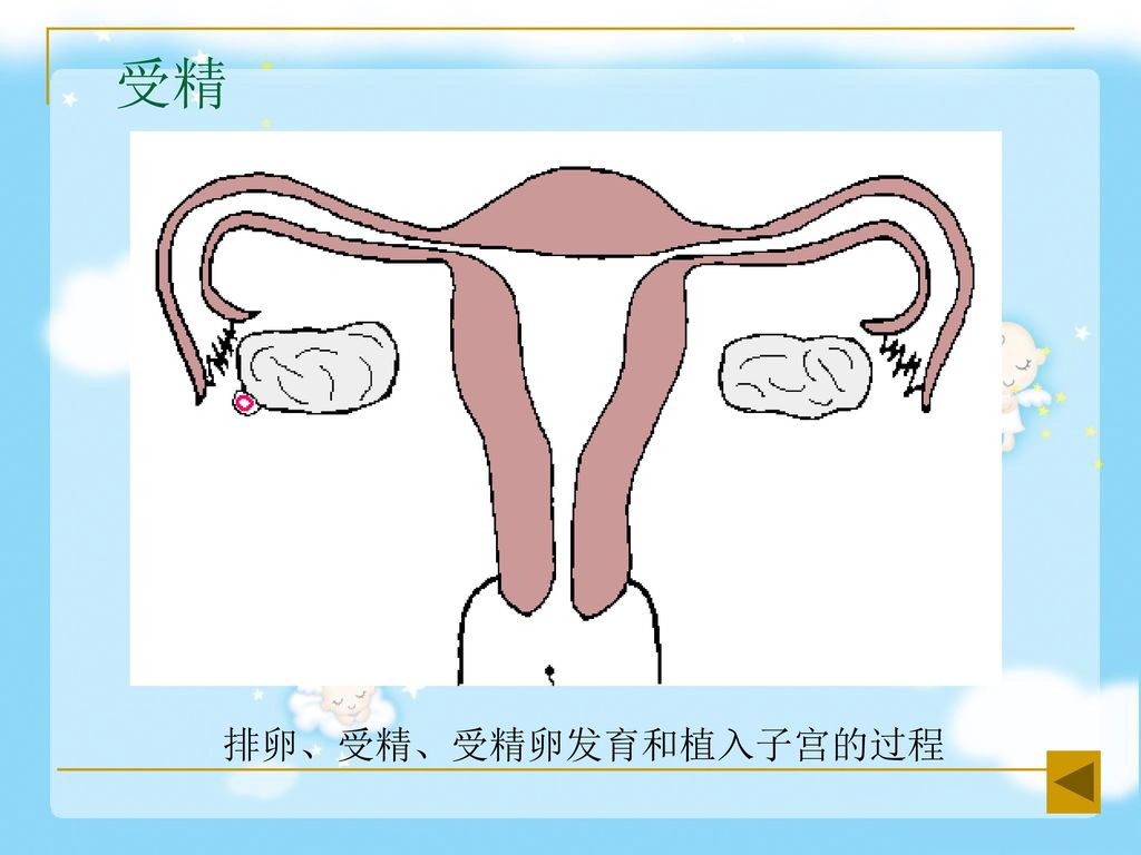 人类繁殖方式 高级图片